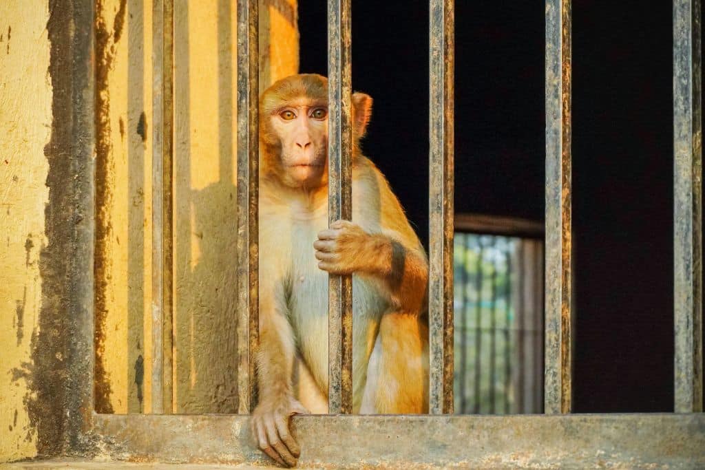 Why the Pandemic Agreement Matters for Animal Protection