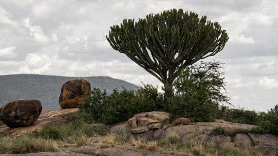 The Serengeti Is Sending Us a Message: It Is Time We Listen