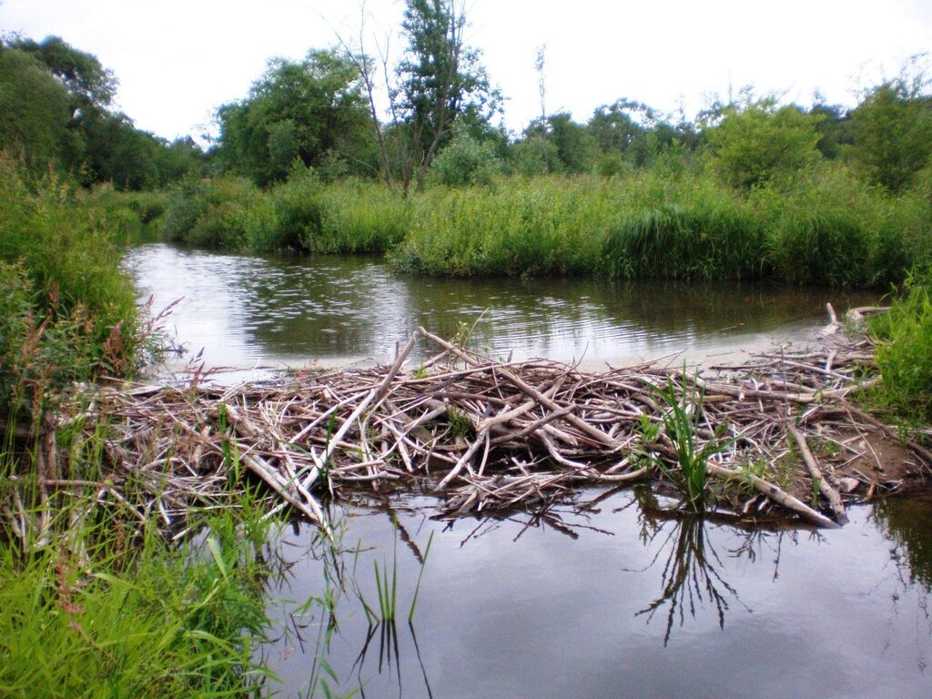 A beaver dam slows the water of the Snake River, creating a beaver pond.