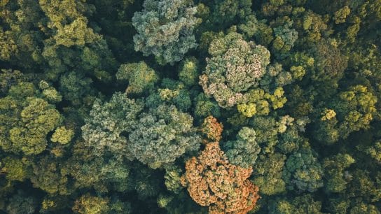 Climate Emergency as a Human Right: Decoding the IACtHR’s Groundbreaking Advisory Opinion